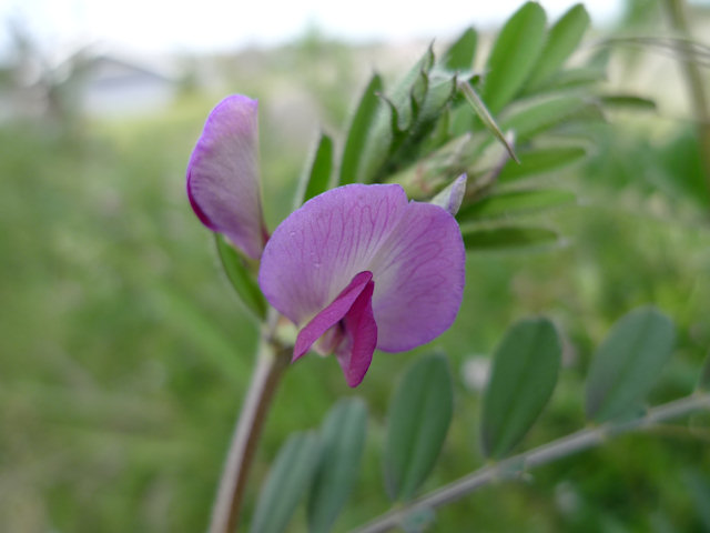 金剛山花だより カラスノエンドウ