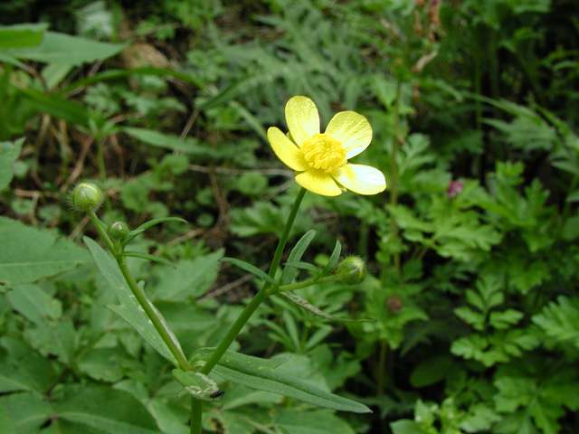 kinpouge 金剛山花だより-キンポウゲ-