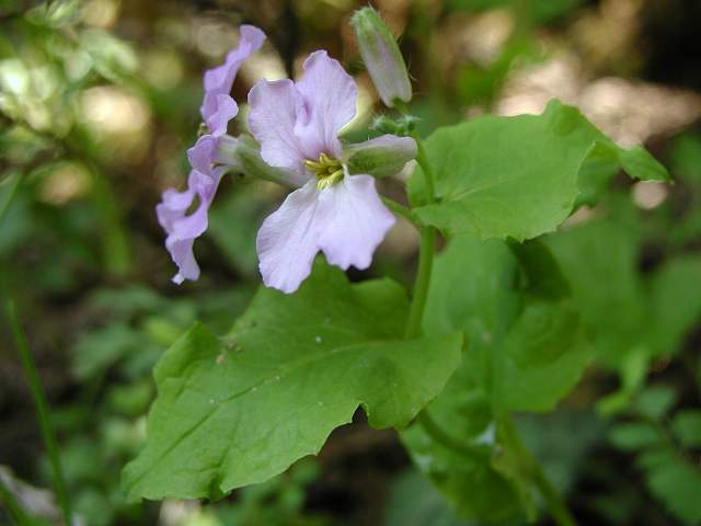 金剛山花だより オオアラセイトウ