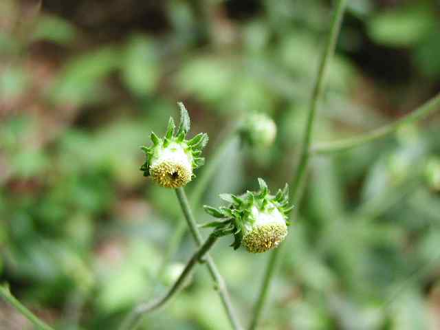 金剛山花だより-サジガンクビソウ-