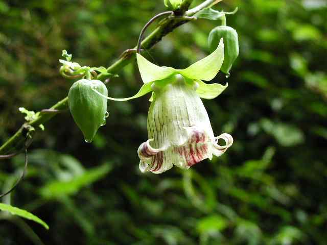 金剛山花だより－ツルニンジン－