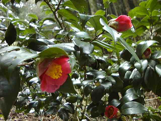 金剛山花だより－ヤマツバキ－